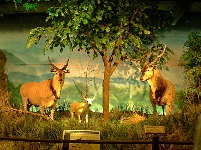 [Two taxidermied adults and a young antelope stand under a 'tree'.]